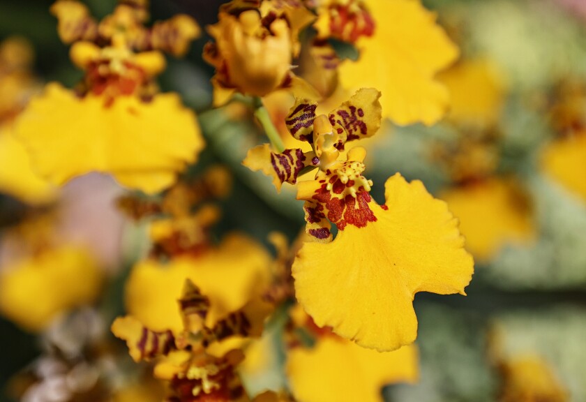 The vivid orange-gold orchid dubbed Dancing Ladies has a bloom that looks like a long swirling skirt.