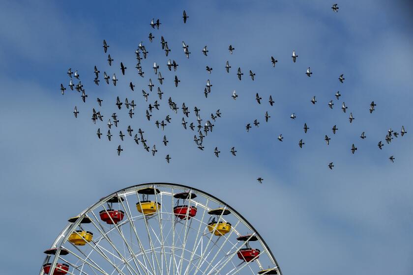 May 2, 2022: Birds fly above the Ferris wheel on the Santa Monica Pier.
