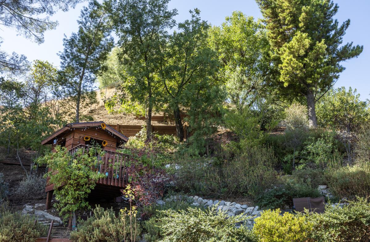 A backyard hillside laced with a stone path, shrubs in multiple greens and lush black walnut trees at the crest.