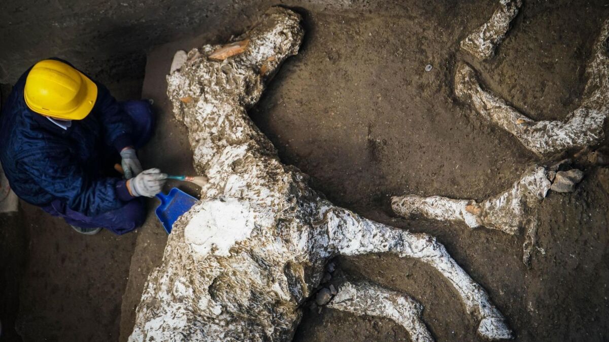 An archaeologist inspects the remains of a horse in the Pompeii archaeological site, Sunday, Dec. 23, 2018.