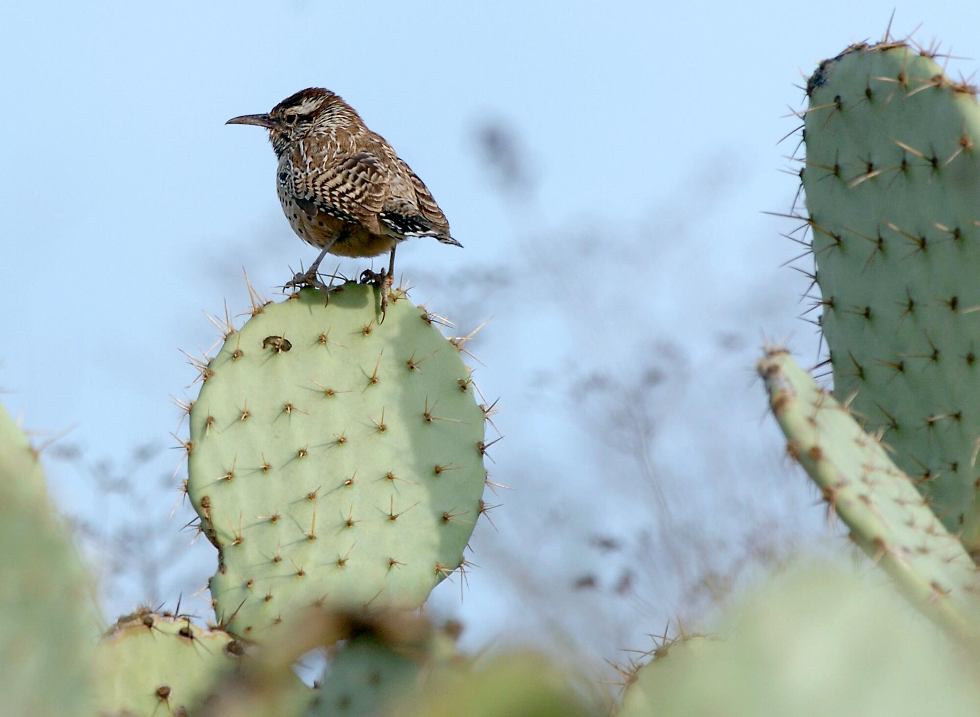 Confessions of a San Diego County Species Agnostic Fishermen: Thar