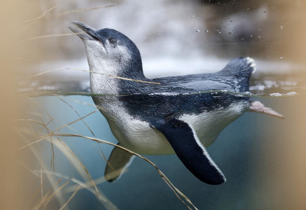 A little blue penguin swims in pale blue water, stretching its face toward the sky.