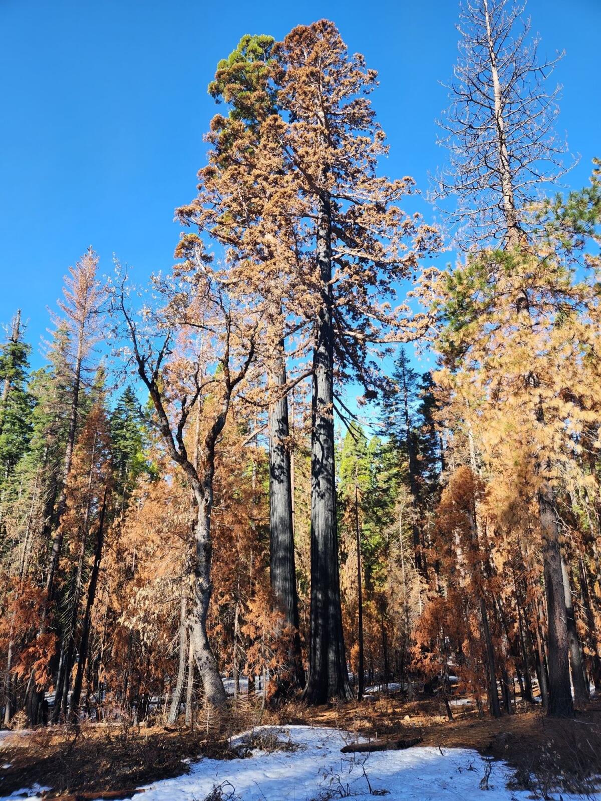 The Orphans, shown after the prescribed burn in Calaveras Big Trees State Park.