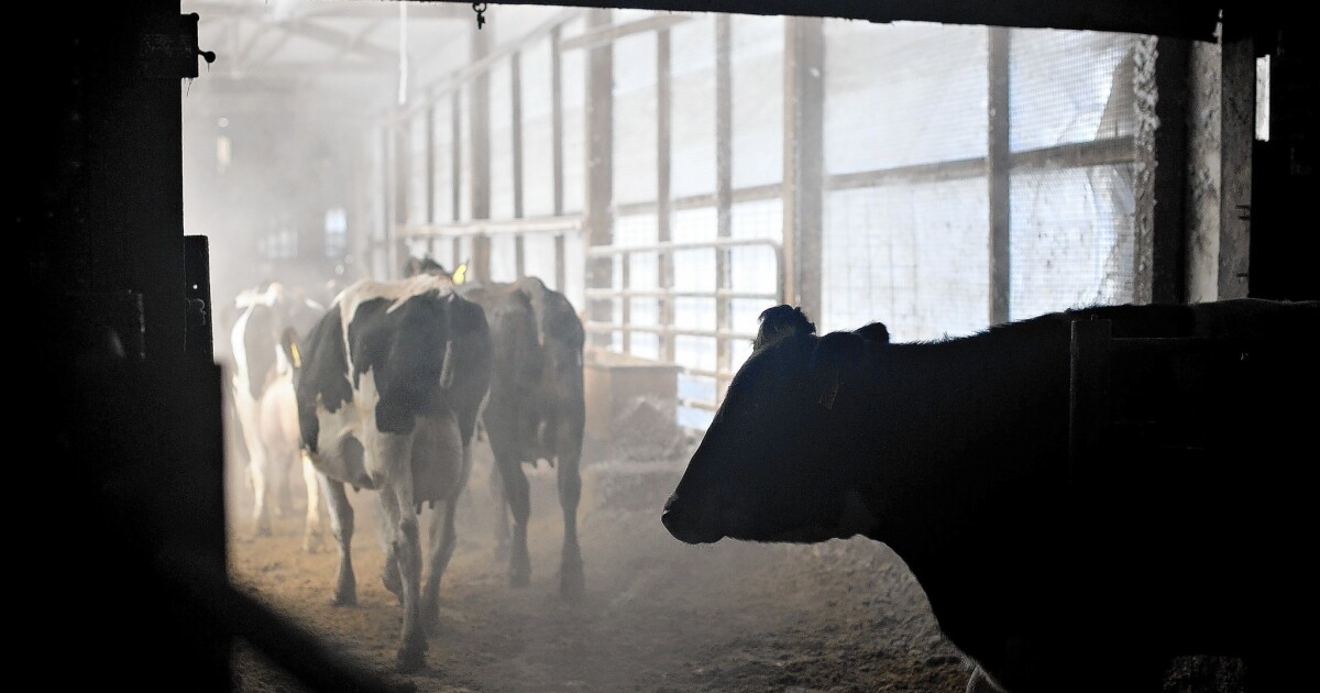 Global warming means less milk if dairies can’t keep cows cool - Los Angeles Times