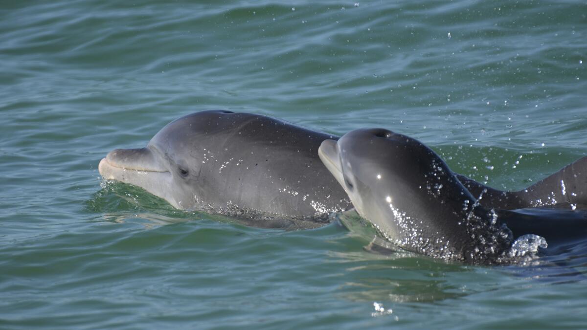 Dolphin moms use baby talk to call to their young, recordings show - Los  Angeles Times