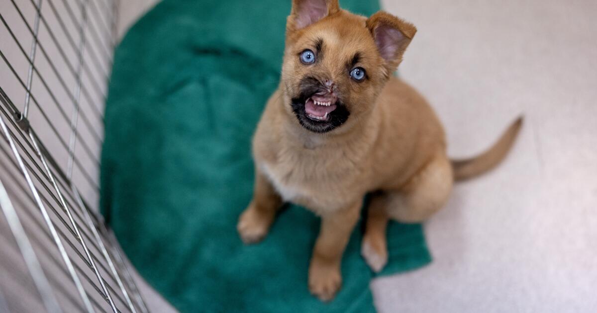 Puppy Peanut, qui vit à Pasadena Humane, a perdu la majeure partie de son nez