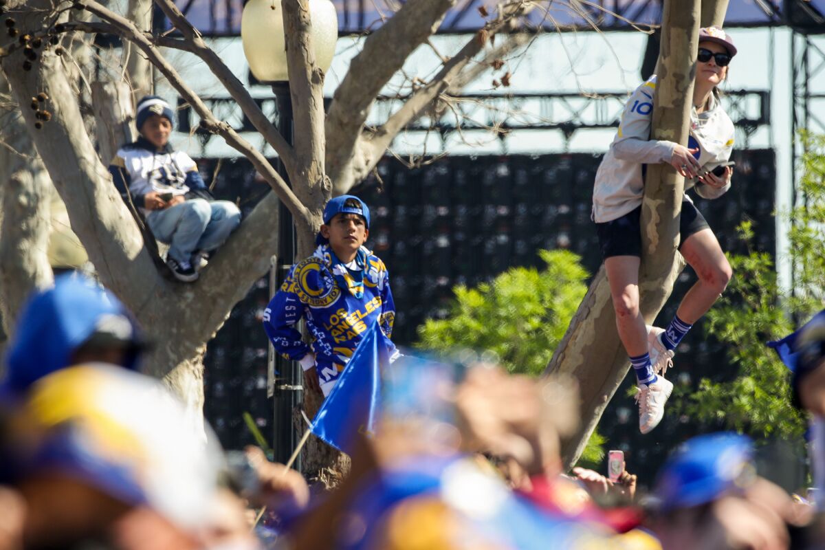Fans climb on trees to watch the Rams victory parade.
