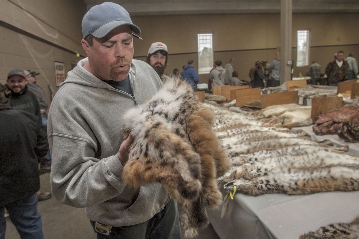 Jake Smith, a fur buyer from Idaho, blows on a lynx pelt to test for quality at a fur sale in Klamath Falls, Ore.