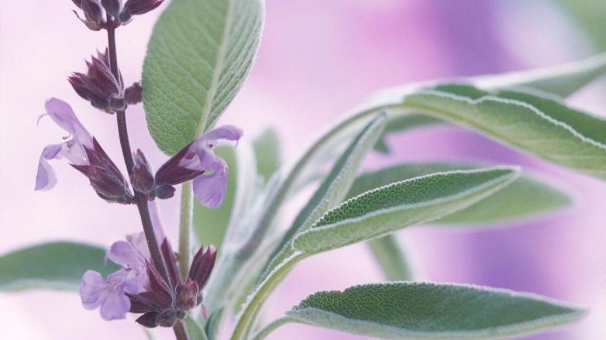 Sage, Salvia officinalis. (Photo by FlowerPhotos/UIG via Getty Images) ** OUTS - ELSENT, FPG, CM - OUTS * NM, PH, VA if sourced by CT, LA or MoD **