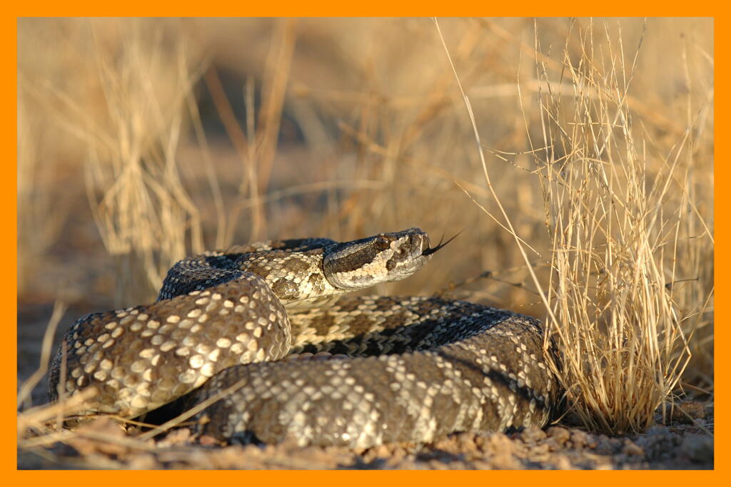 Crystal Rasnake It's rattlesnake season in L.A. Here's how to stay safe - Los Angeles Times