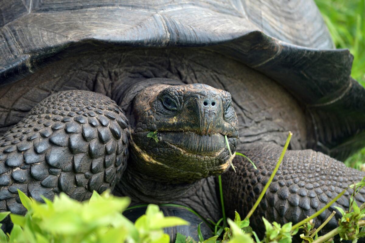 Eastern Santa Cruz tortoise (Washington Tapia)
