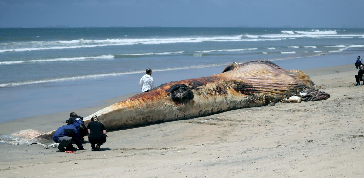 People crouch near the decomposing tail fin of a whale carcass on a beach