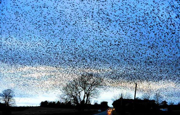 A murmuration of starlings flies over the Scottish town of Gretna Green, on the border with England, at dusk. The starlings are visible every night as they roost in the area before migrating to Russia.