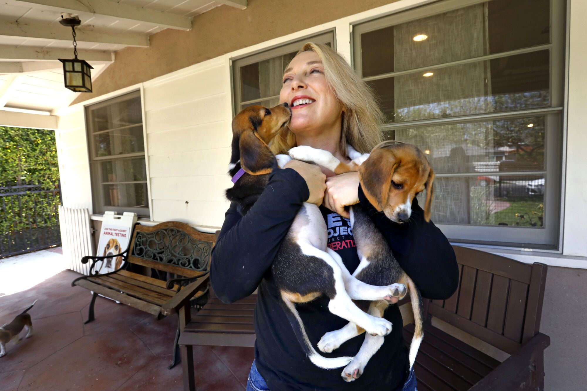 A woman hugs two beagle puppies she is holding.