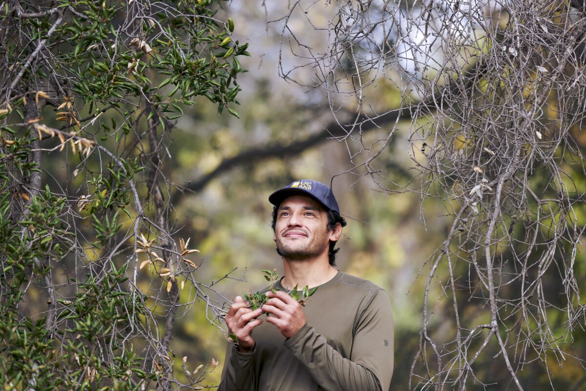 Gabe Verduzco cradles some leaves in his hands as he stands between a living and dead oak tree. 