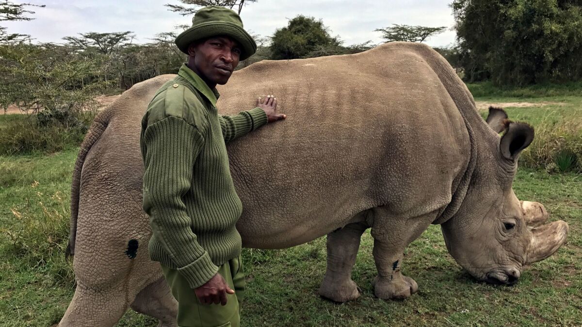 With the last male ailing, the northern white rhino is almost gone - Los  Angeles Times