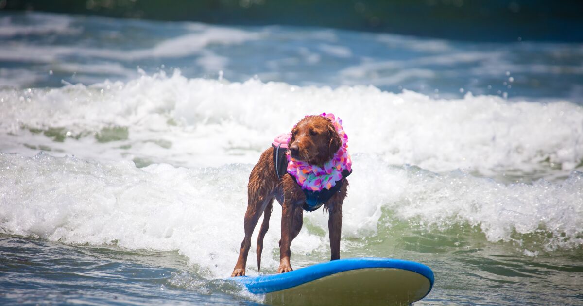 Ricochet, San Diego’s beloved surfing therapy dog, dies at 15