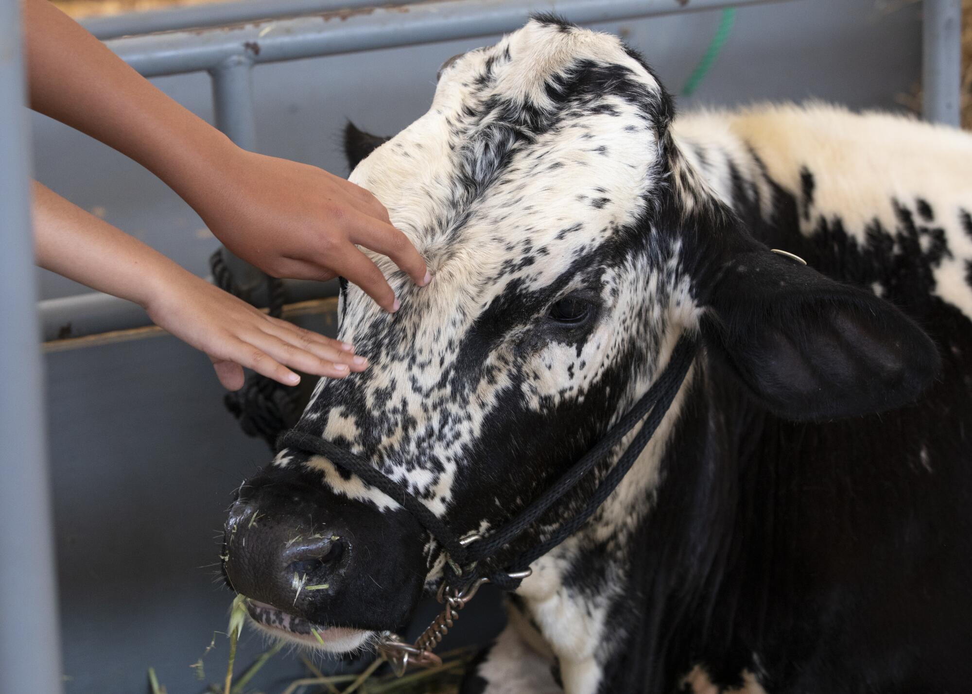 People pet a cow at the San Diego County Fair on Thursday, June 16, 2022 in Del Mar, California.