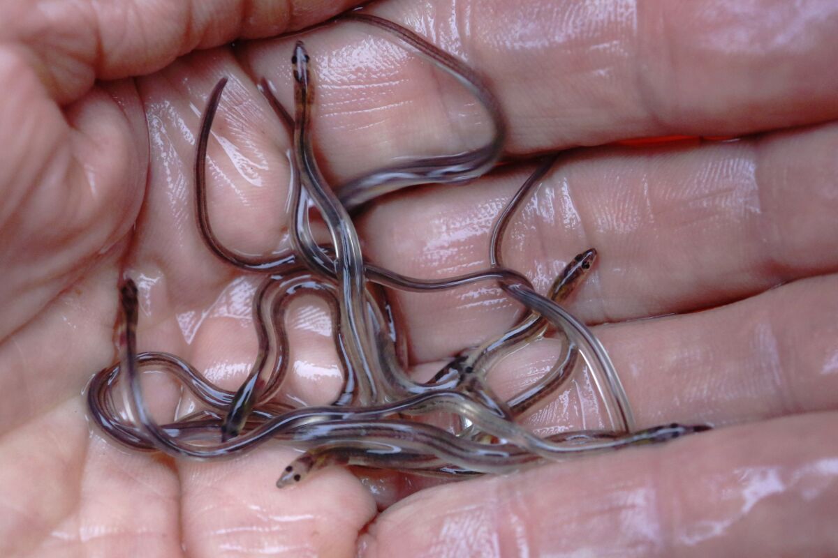 A fisherman holds baby eels, also known as elvers, in Brewer, Maine, on May 25, 2017. Elvers are one of the most lucrative wild fish species in the U.S. Maine is the only state in the country with a sizeable baby eel fishing industry, and the price for the tiny fish is back up to pre-pandemic levels in the spring of 2022. (AP Photo/Robert F. Bukaty, File)