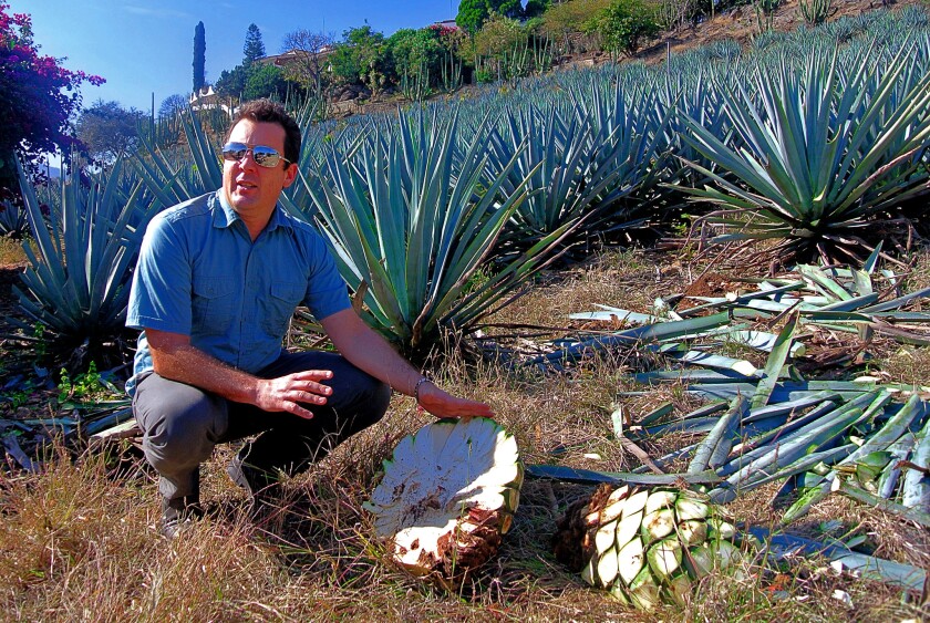 On The Tequila Trail In Mexico S Jalisco State Los Angeles Times