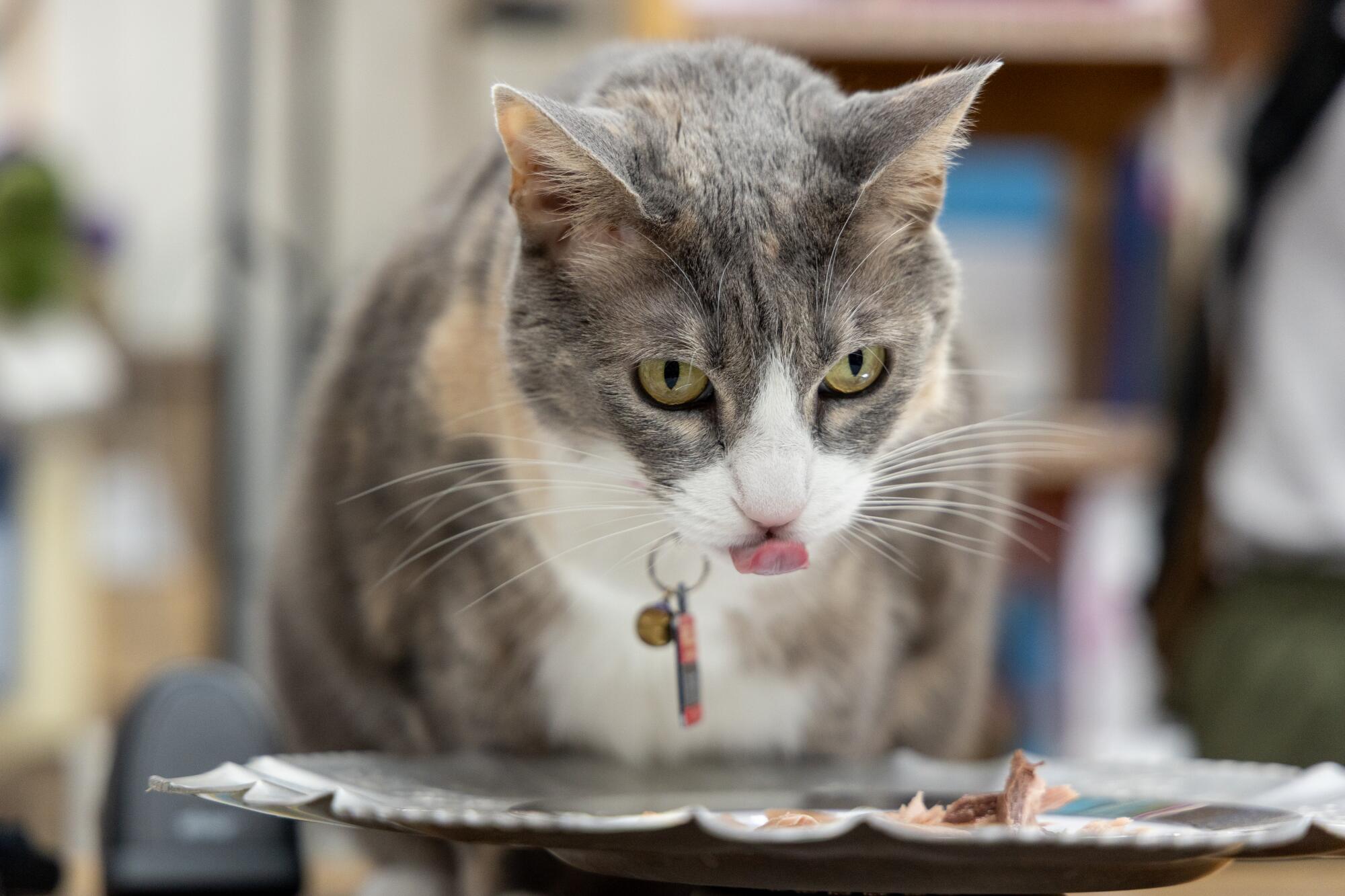 Pippi, the cat, eats his tuna cake on a silver dish while celebrating his tenth birthday.
