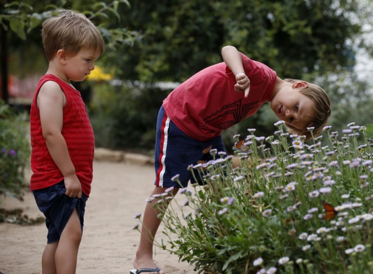 Jace Grunow (left) and his brother Micah check out the butterflies in the vivarium at Butterfly Farms.