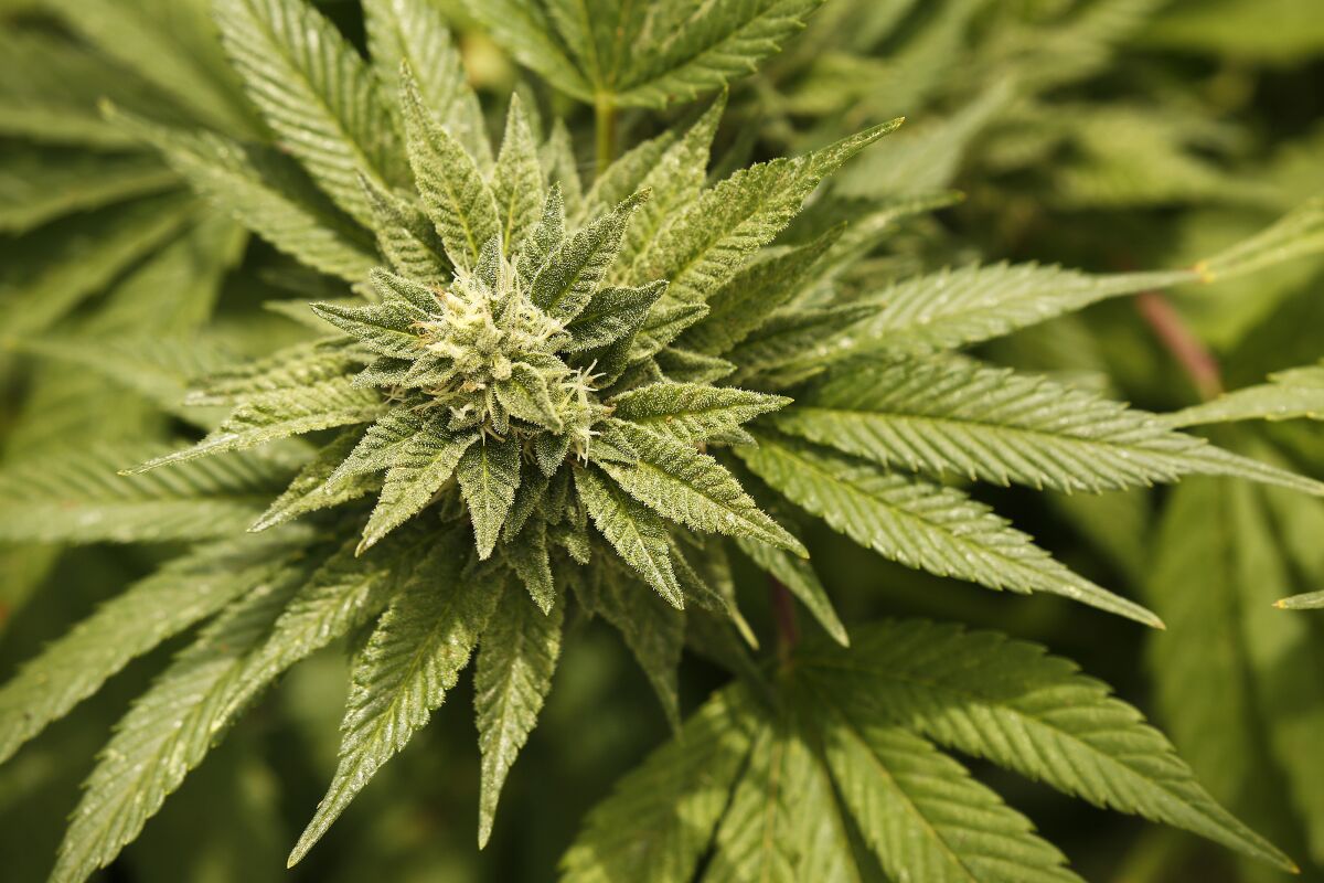 A closeup photo of a marijuana plant. 