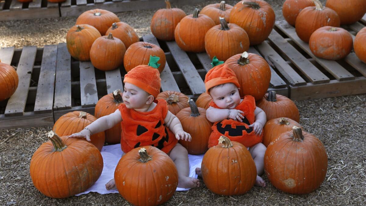 George Adjikian, left, and his cousin Abraham Daglian visit a pumpkin patch in Encino.