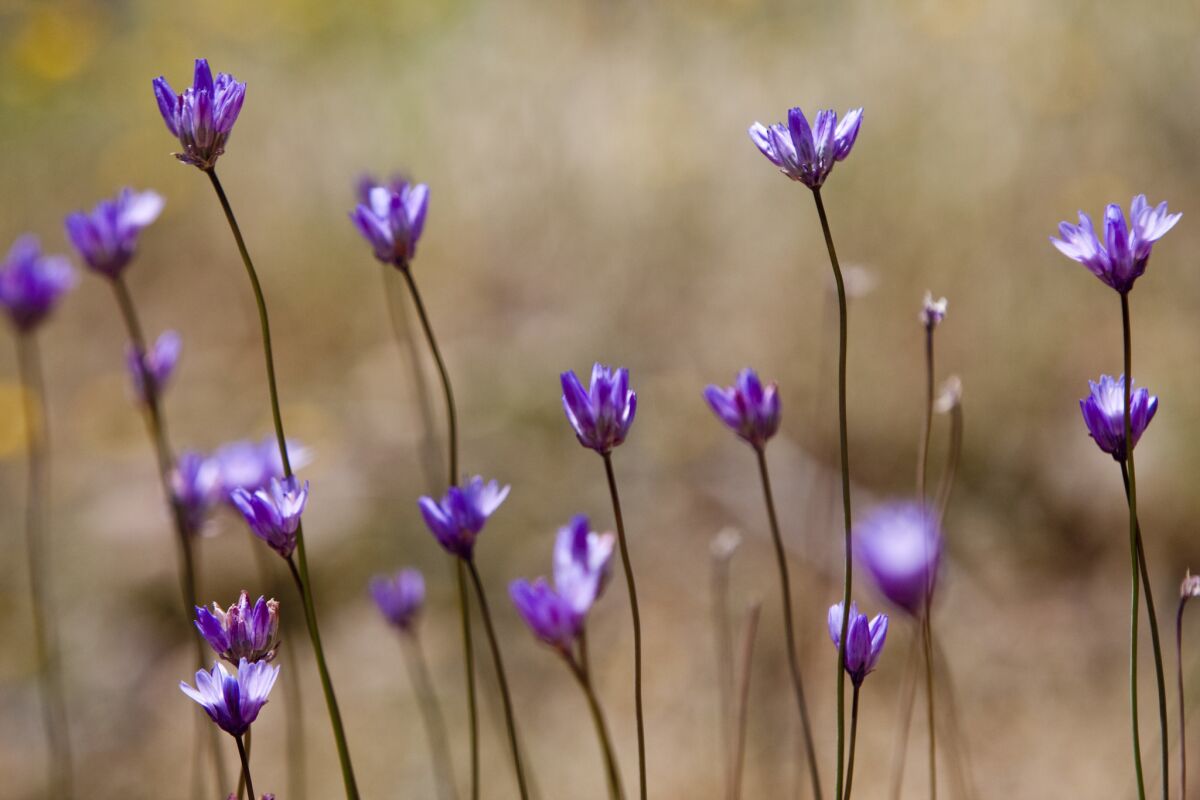 Blue dicks are expected to make a good showing at the Antelope Valley California Poppy Reserve.