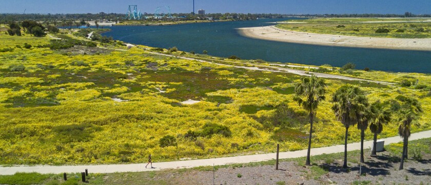 A jogger used the wild flower lined path along Sea World Drive.