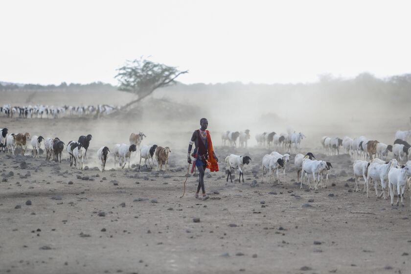 FILE - A Maasai man walks with his livestock in search of grassland for them to graze, at Ilangeruani village, near Lake Magadi, in Kenya, Nov. 9, 2022. The conference known as COP15, which begins Tuesday, Dec. 6, hopes to set goals for the world for the next decade to help conserve the planet's biodiversity and stem the loss of nature. (AP Photo/Brian Inganga, File)