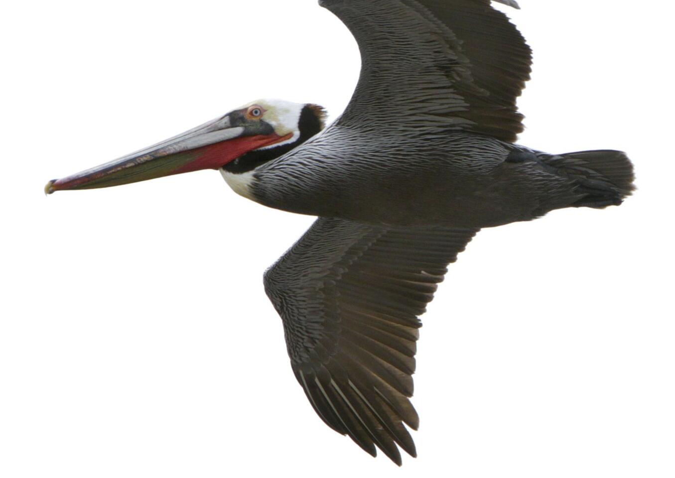 Brown pelican