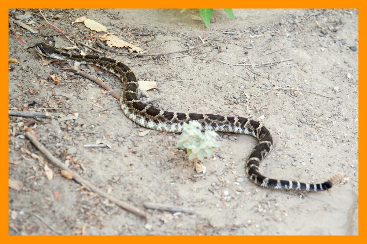 A Southern Pacific rattlesnake winds across a dusty patch of earth.