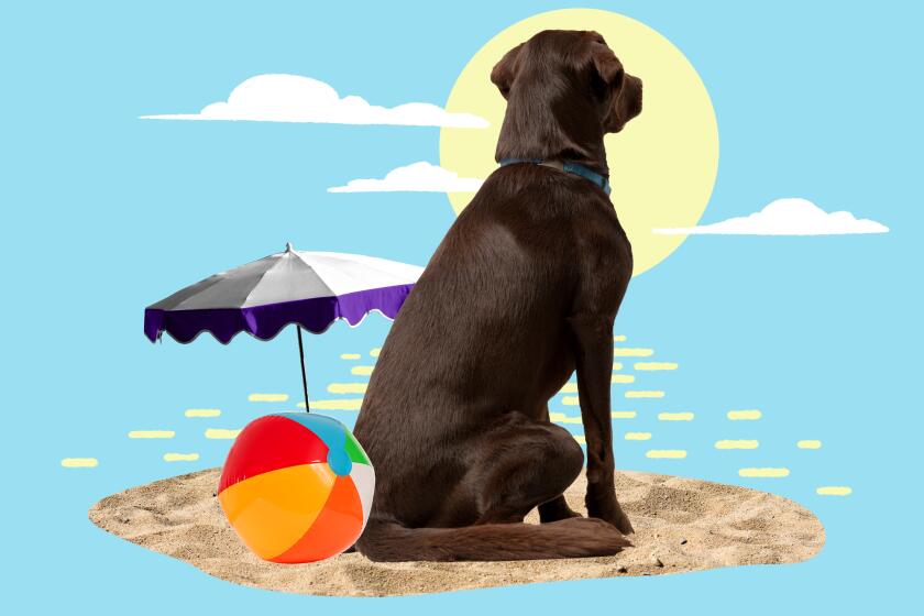 Photo illustration of a dog sitting on a beach with an umbrella and beach ball with the sun in the distance.