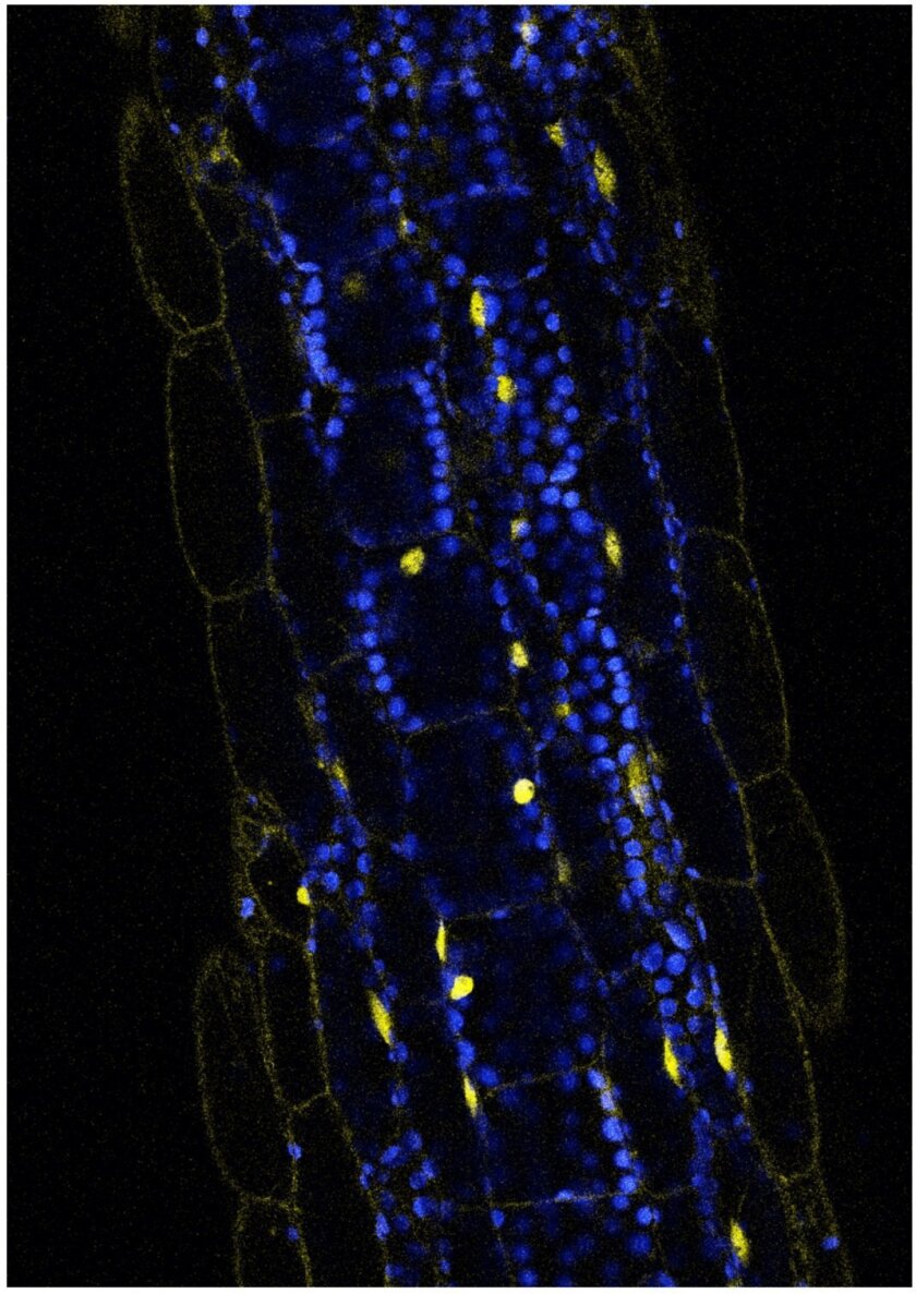 In the stem of the Arabidopsis plant, the light-sensitive receptor CRY2 (yellow) spurs a plant to begin a growth cycle and avoid shade.