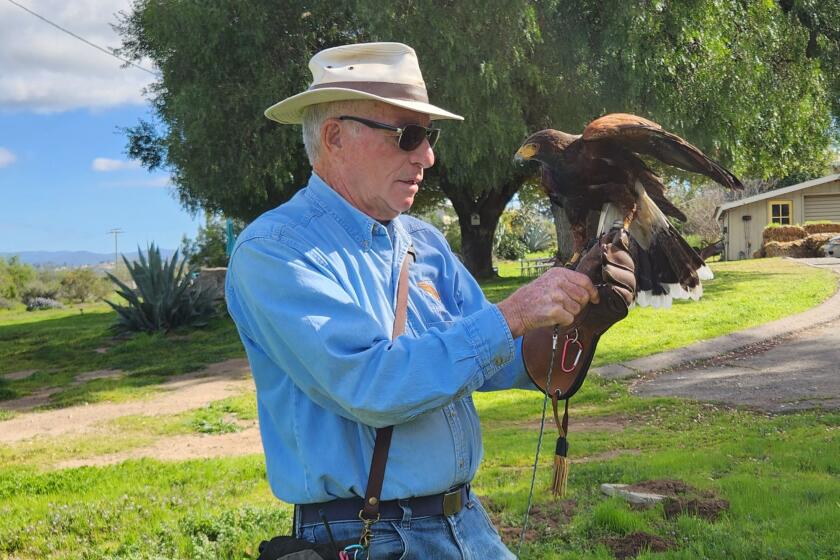 Hawkeye the Harris's Hawk took to the skies at the Begent Ranch while Bob Gordon discussed falconry and ecology.