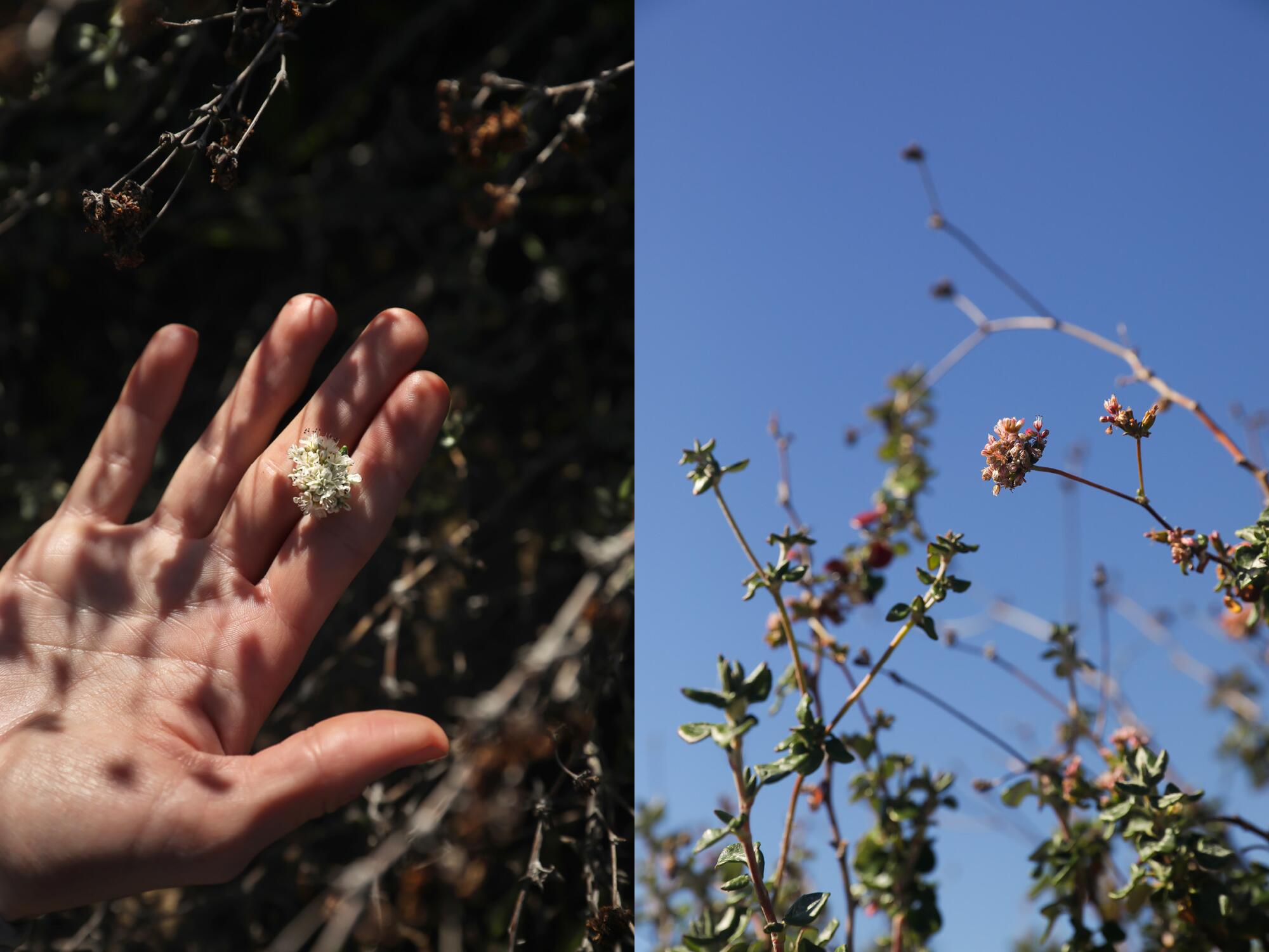 Two photos side by side, one showing a hand holding a white flower and the other a low-angle view of pink flowers and sky