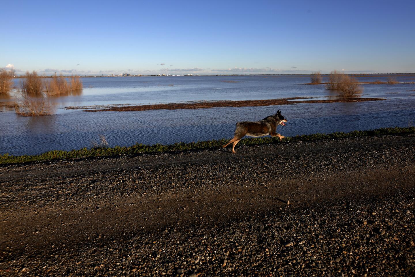 Yolo Bypass