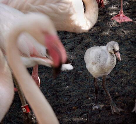 Flamingo chick