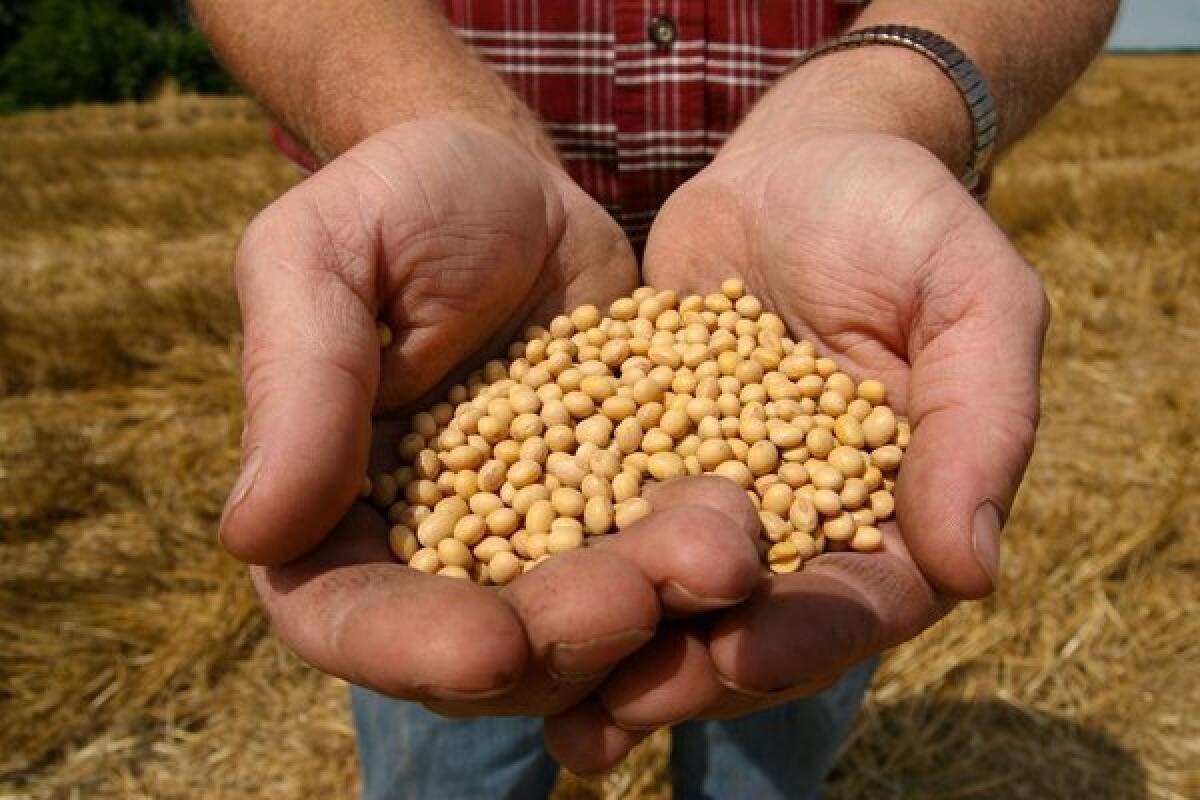A farmer is seen holding Monsanto's Roundup Ready soybean seeds at his family farm in Bunceton, Mo.