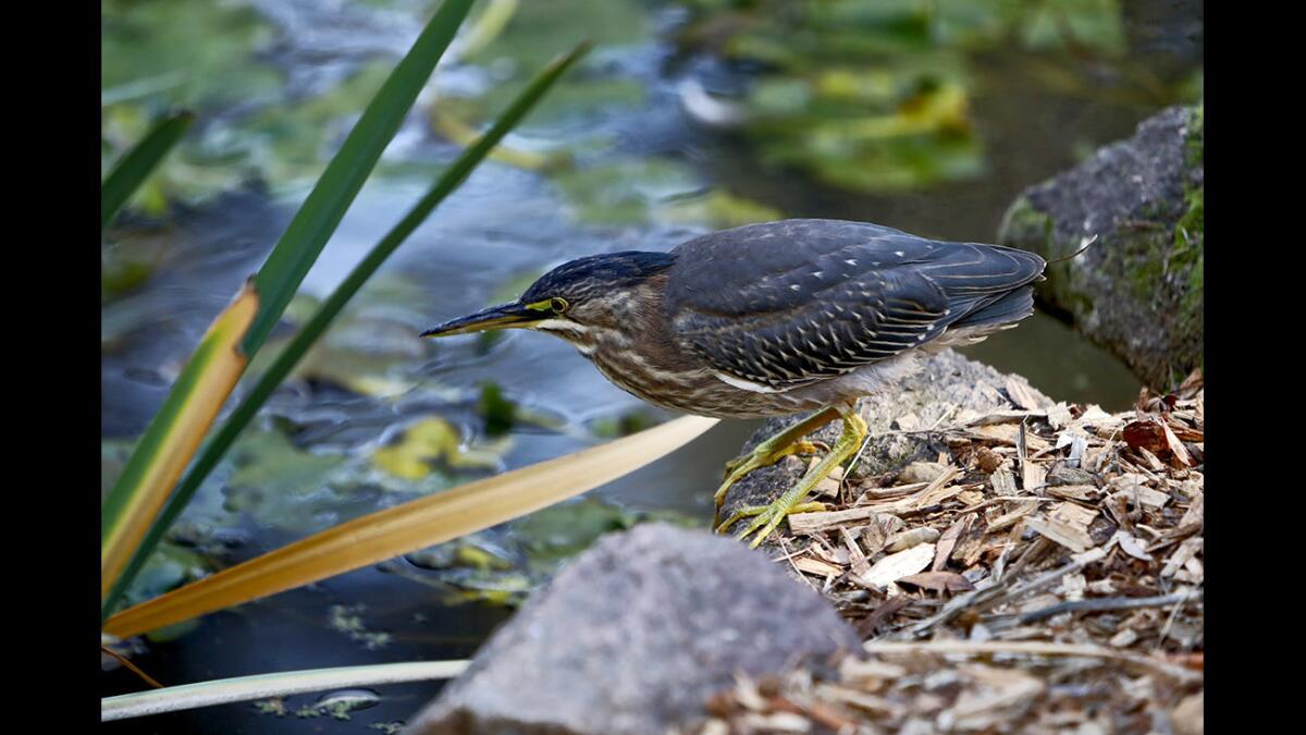 Joe Puglia visited Descanso Gardens on a recent day where he sat near a pond to pen his thoughts on New Year's resolutions. Above, a green heron fishes at Descanso in January 2018.
