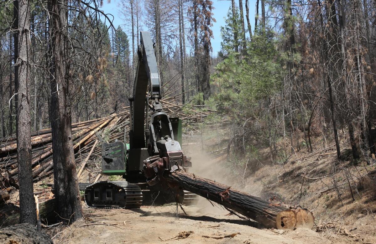 Branches are removed from a tree harvested from the burn area of the Rim fire in July.