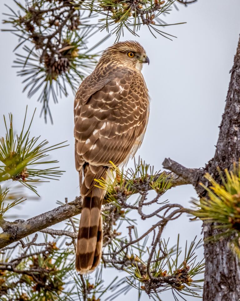 A juvenile Cooper's hawk in our backyard. This photo hung in the San Diego County Fair Photography competition this year.