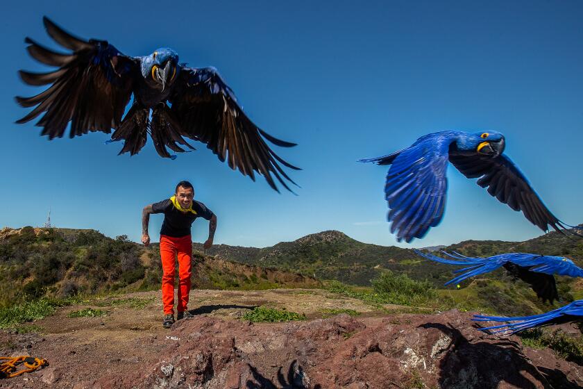 LOS ANGELES, CA-MARCH 2, 2023: Chan Quach, also known as Chan the Birdman, watches, as his Hyacinth macaws, the world's longest parrots, get airborne during a visit to Griffith Park in Los Angeles. (Mel Melcon / Los Angeles Times)