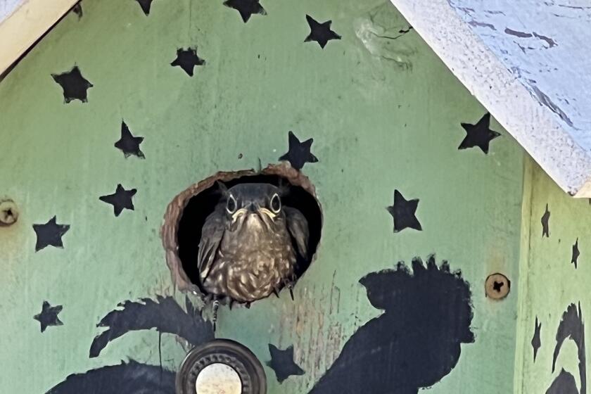Regina Elling sent this photo of a momma bluebird that watches her every morning while she feeds the poultry. 