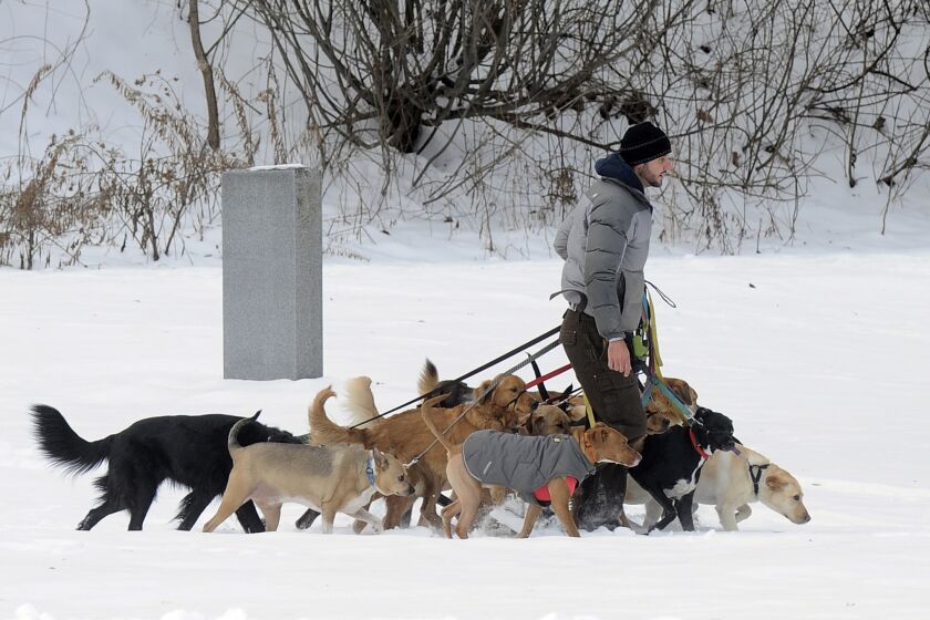 A dog walker takes several dogs for a walk in Saratoga Springs, N.Y., in December 2016. 