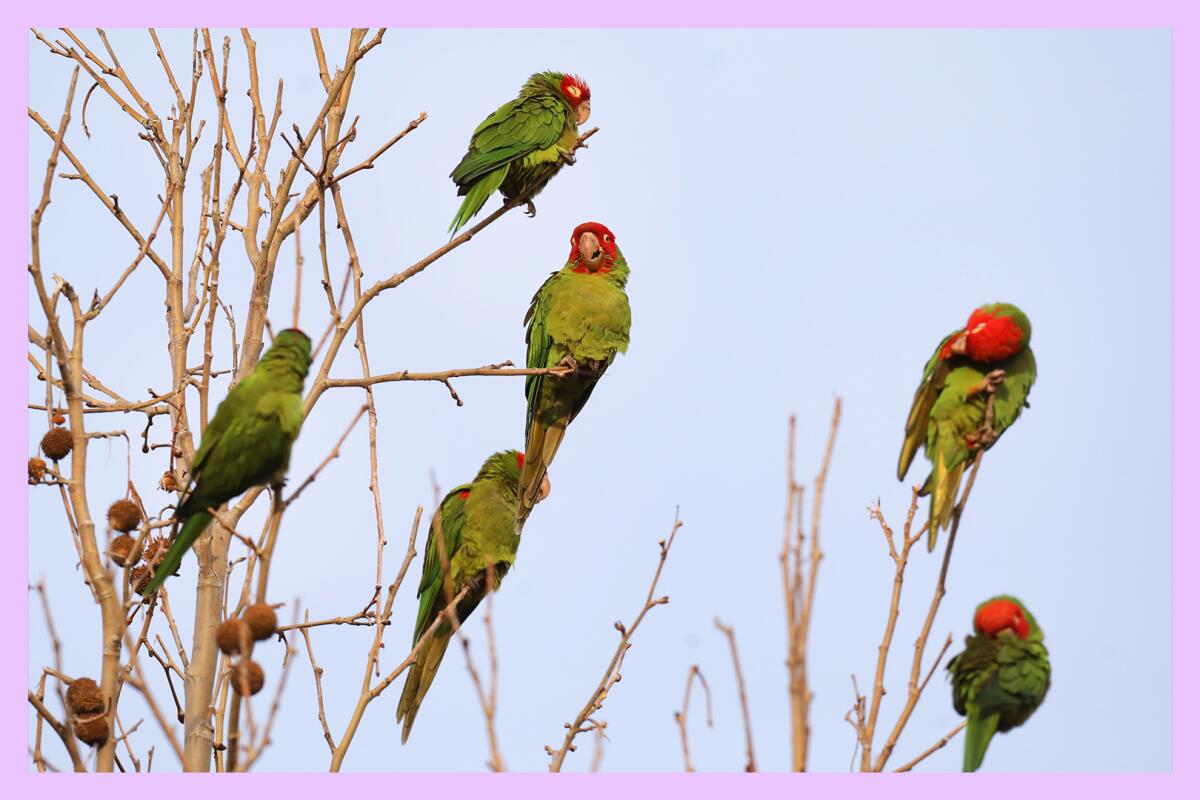 A half dozen green parrots with red heads cluster in a tree