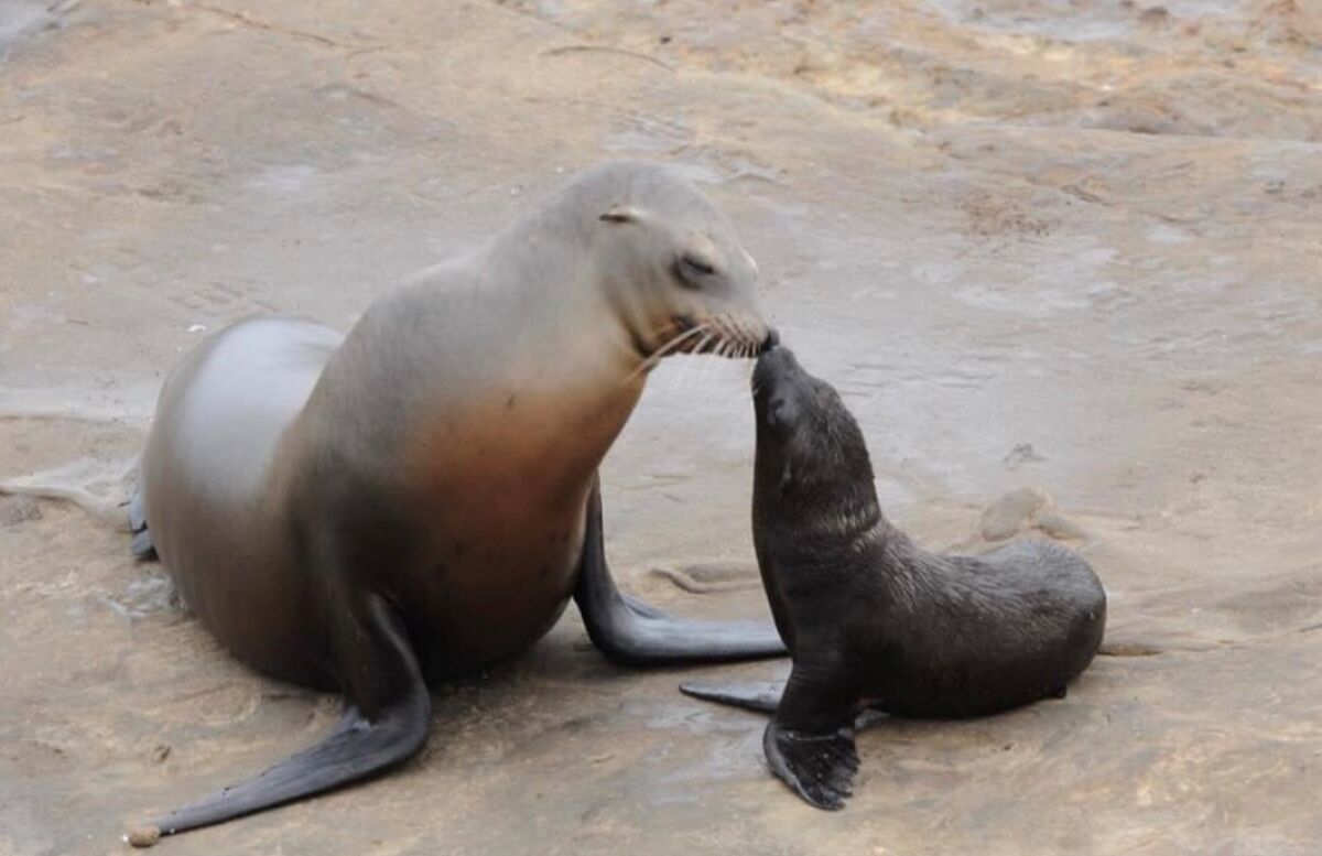 A mother sea lion and her pup spend some time in La Jolla.