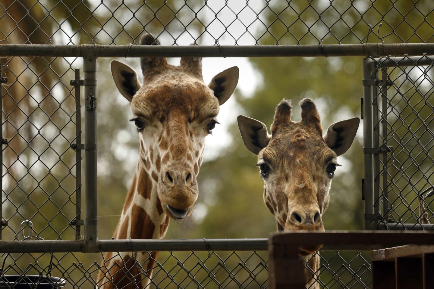 Quiet times for the animals at the Oakland Zoo