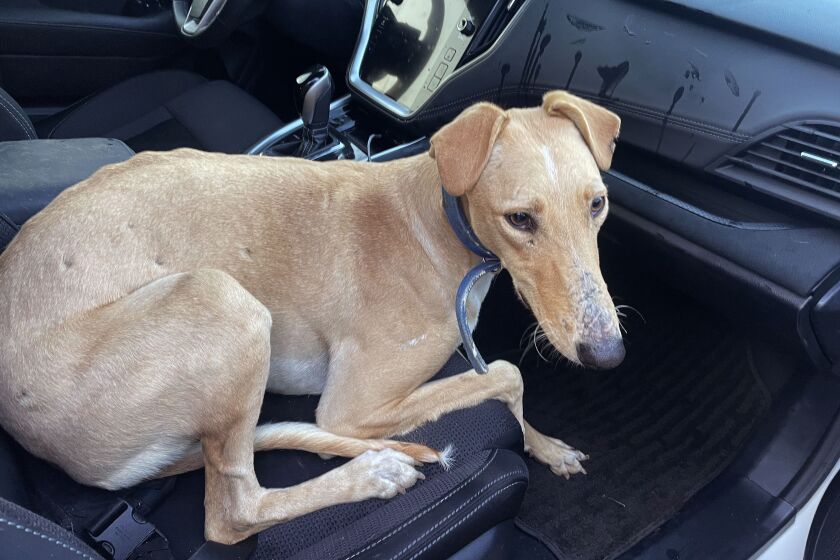 A lost greyhound climbed into the car belonging to Brenda Marquez, after the East L.A. resident spotted missing dogs running along the 60 East freeway, prompting her to park by the side of the road to corral loose dogs.